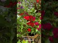 【hd動画】2024年8月26日 夏の花が咲いています。 flowers garden 癒し 自然 naturelovers 薔薇は美しく散る ばらの花 rosegarden