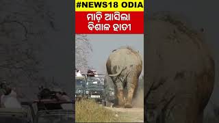 ହଠାତ୍ ଗାଡ଼ି ଆଗକୁ ଚାଲି ଆସିଲା ବିଶାଳ ହାତୀ | Elephant Stops Safari Vehicles In  Kaziranga National Park