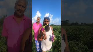 Organic Brinjal Farming #organicfarming #organic #organicmilk #dairyfarm #shortvideo #shorts  #dairy