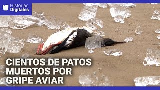 Cientos de patos mueren por gripe aviar y terminan en el lago Michigan