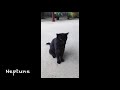 Neptune (Full album) by Marc De Laconzi aka Ghettoman Infinite