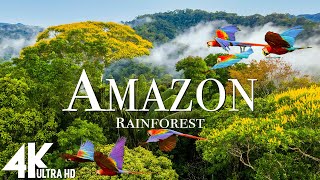 Amazon 4k - The World’s Largest Tropical Rainforest Part 2 | Relaxation Film with Calming Music