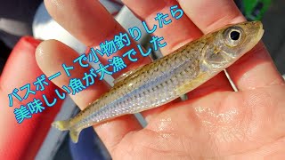 琵琶湖北湖・バスボートで小物釣りしてみたら美味しい魚が大漁でした