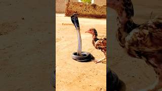 Snake and murga #shortvideo #shorts