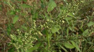 Chenopodium album (Farinello comune) medicinal plant