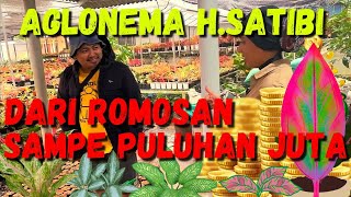 Aglonema pak Haji Satibi dari romosan hingga puluhan juta