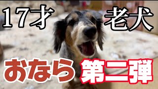 ［屁］全世界が待ちに待った、老犬オナラ動画第二弾！！！