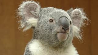 Koala on the tree　王子動物園のコアラ、木のてっぺん