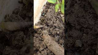 पौधो में snails शंख,घोंघा कीड़ा से छुटकारा कैसे पाएं।।#shorts#plantlover#homegarden#शंख