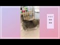 【モフモフメイvol.1】シェルティの子犬。家族になった最初の日　