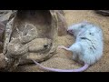 Diamondback Rattlesnake's euthanizing Live Prey : *WARNING* LIVE FEED