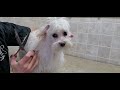 How to groom a Havanese Puppy, 1st groom, full transformation, #3 3/4 blade and scissors