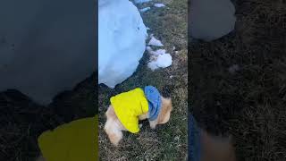 Sinirli köpek sinirlendi kardan adamı yıktı!! #keşfet #shorts