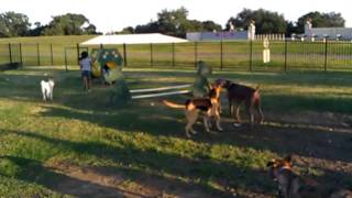 RONNIE the Agility Star!