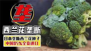 包种子18000每年狂赚数十亿？日本种子为何能垄断我国市场？