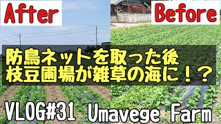 枝豆圃場が雑草の海に！？除草作業はつらい　VLOG#31