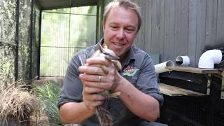 EXCITING NUMBAT ARRIVAL!