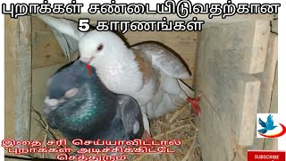 How to stop pigeon fights?உங்கள் புறாக்கள் சண்டையிட்டுக்கொள்வதை தடுப்பது எப்படி? #pigeonfighting