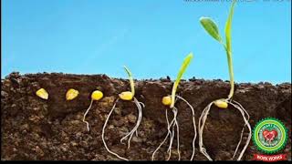 Types of germination; Epigeal and Hypogeal germination| Class 8| Biology |Holy Heart Schools