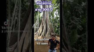 ต้นไม้ที่ใหญ่ติดอันดับที่สุดของประเทศ อายุ300+ปี