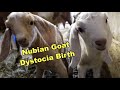 Head First and Upside Down Dystocia: Nubian Goat Birth