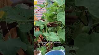 Salad cucumber harvesting from chilli jasmine terrace garden #harvesting