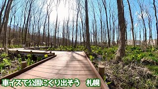 車イスで公園にくり出そう　星置緑地. ミズバショウ 2023.04