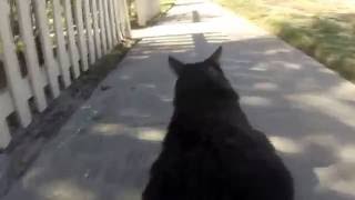 Jimi Bob Thornton, The Skateboarding Cat