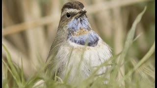 Bluethroat in south Lincolnshire – currently one of the country's rarest birds!