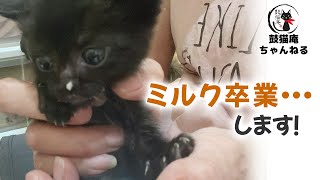 【保護子猫】初めての離乳食のお味は？ ฅ^•ω•^ฅ What did the first baby food taste like?