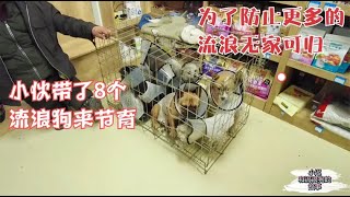 20201110—Dog Rescue in China防止出现更多的流浪狗，小伙花了4000元，给8条流浪狗做了节育To prevent more stray dogs, Chi spent RMB