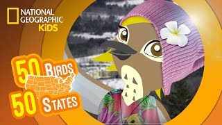 Vermont - Feat. Rapper MC Val the Hermit Thrush | 50 Birds, 50 States