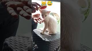 கொஞ்சமாவது லாஜிக் இருக்கா நீங்களே சொல்லுங்க 😹😅😂 #cat #funny #petlovers #kittten #shorts