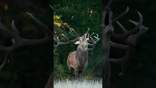 This 'roar' can be heard up to two miles away! ﻿🦌 #RedDeer #Antlers #Shorts