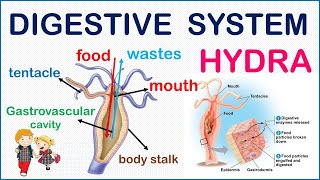 Digestive System of Hydra - How it works!!!