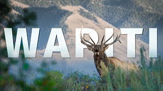 Idaho Archery Elk Hunt | THE ADVISORS: Wapiti