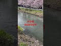 水分桜　奈良県　宇陀市　菟田野