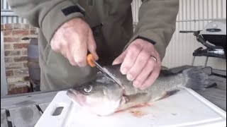 How to fillet Yellowbelly/Golden Perch/Callop