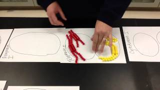 Meiosis Simulation Lab