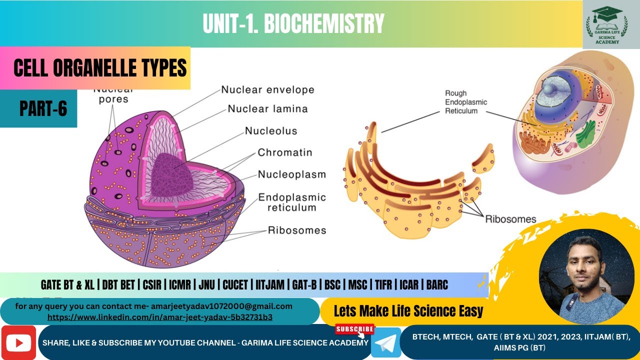 Part-6 | Cell Organelle Types | Summary | GATE BT & XL | CSIR | DBT ...