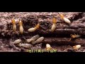 如何区分白蚁 termite 和蚂蚁？北美哪里白蚁 termite 多？