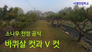 소나무 전정 공식 바퀴살 컷과 V 컷 #220사계전정학교 24  11 12