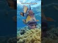 The titan triggerfish and Giant Frogfish