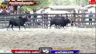 🔴วัวชนออนไลน์ ชิงรางวัล 10 ล้านบาท  สุดเทพ เเดงงามพระอุรา VS มรกตดำ นิลมรกตดำ