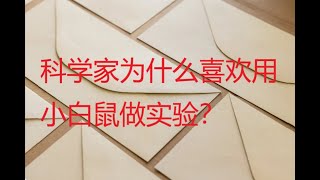 科学家为什么总是喜欢用小白鼠做实验？