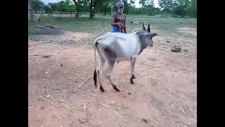 விற்பனைக்கு -  காங்கேயம் காளைக்கன்று