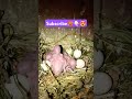 Love bird chick's update ❤️🤩👆🏼 subscribe please ❤️ #music #song #pop #lovebird #birds #budgies