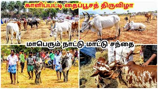 காளிப்பட்டி தைப்பூச திருவிழா நாட்டுமாட்டு சந்தை / Kalipatti  festival country cow market