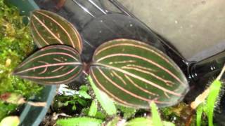 Carnivorous Plant Terrarium - Sundews, Nepenthes, Pitcher Plants, Pinguicula, Heliamphora, and more