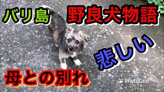 バリ島野良犬物語「階段のわんこ」【バリ島4本足のお友達】